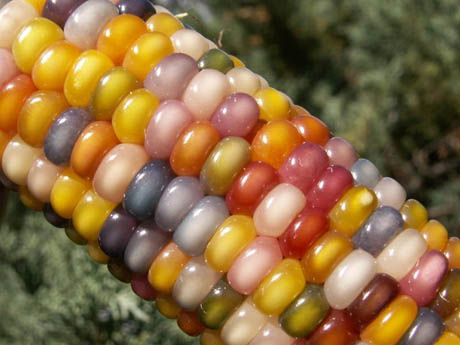 Glass Gem Rainbow Corn Is The Most Beautiful Vegetable Of All Time