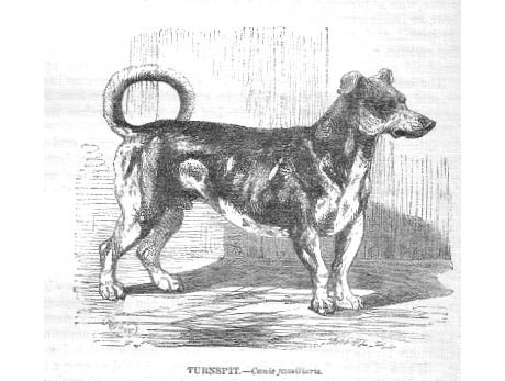 Turnspitdog-1862 460